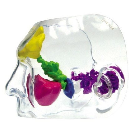 GPI ANATOMICAL Anatomical Model - Clear Sinus 2851